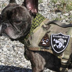 PIRATE DAWG Morale Patch