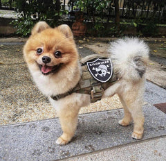 PIRATE DAWG Morale Patch